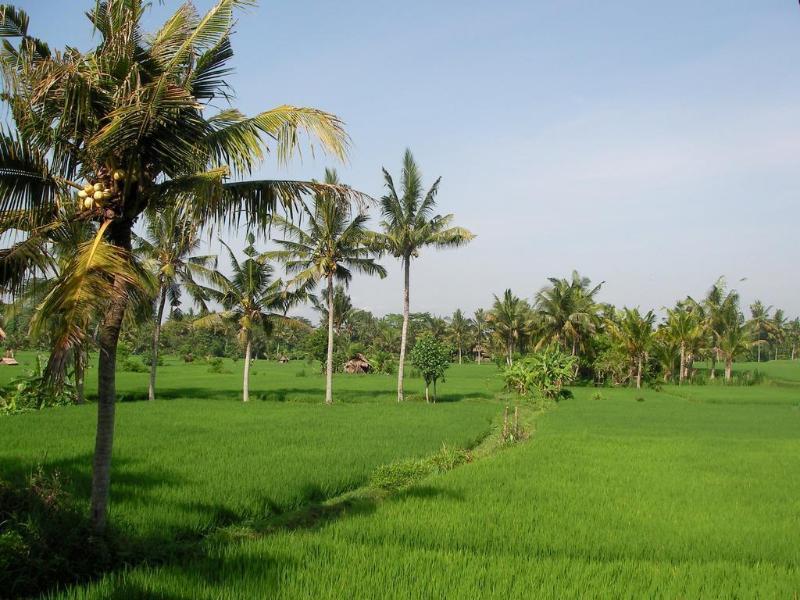 Green Field Hotel And Bungalow Ubud Buitenkant foto