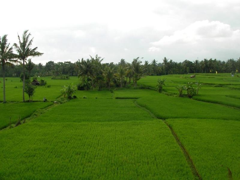 Green Field Hotel And Bungalow Ubud Buitenkant foto