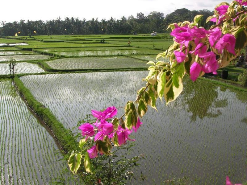 Green Field Hotel And Bungalow Ubud Buitenkant foto