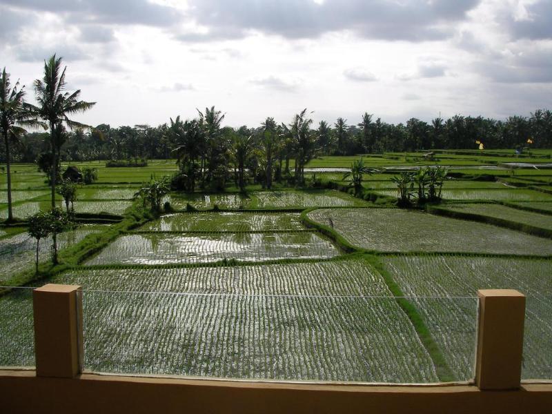Green Field Hotel And Bungalow Ubud Buitenkant foto